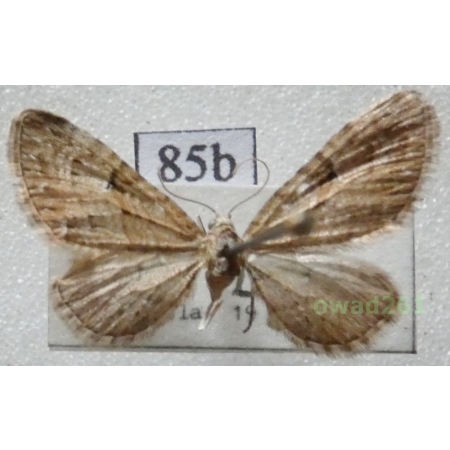 Eupithecia pusillata (Denis & Schiffermüller, 1775) Czech85b